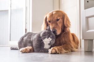 INSURANCE COVERAGE FOR PETS