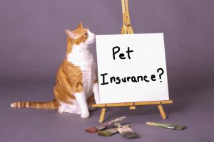 Understanding How Pet Insurance Work