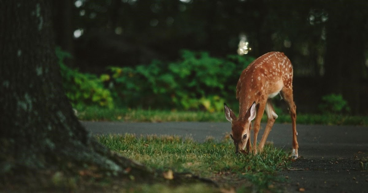 Creative Ways to Deter Deer at Home