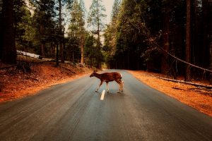 Deer Whistles For Cars