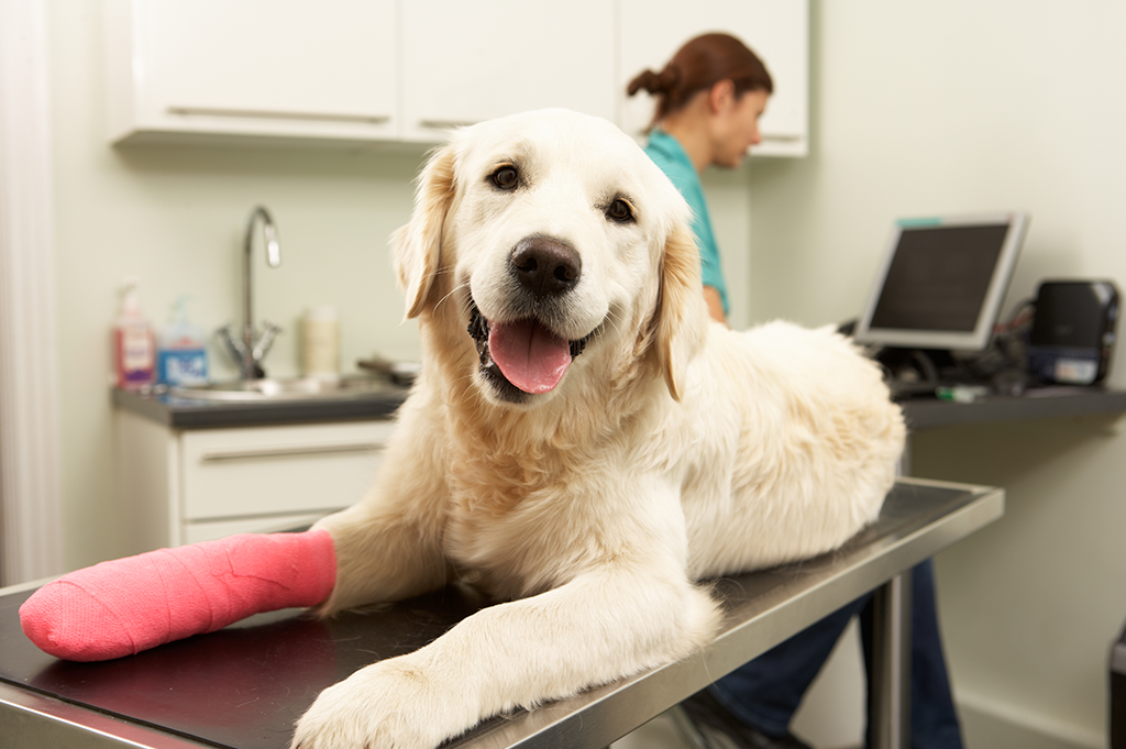 THE IMPORTANCE OF PET INSURANCE