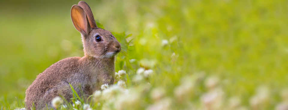 Some people believe the name Easter harks back to German pagan traditions celebrating the goddess Eostra. She was revered for bringing spring and fertility on the spring equinox, with rabbits used to symbolise her.