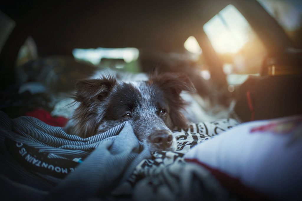 Pet Travel 101: Advice On Traveling With Your Fur Friends