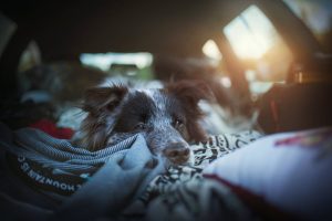 Pet Travel 101: Advice On Traveling With Your Fur Friends