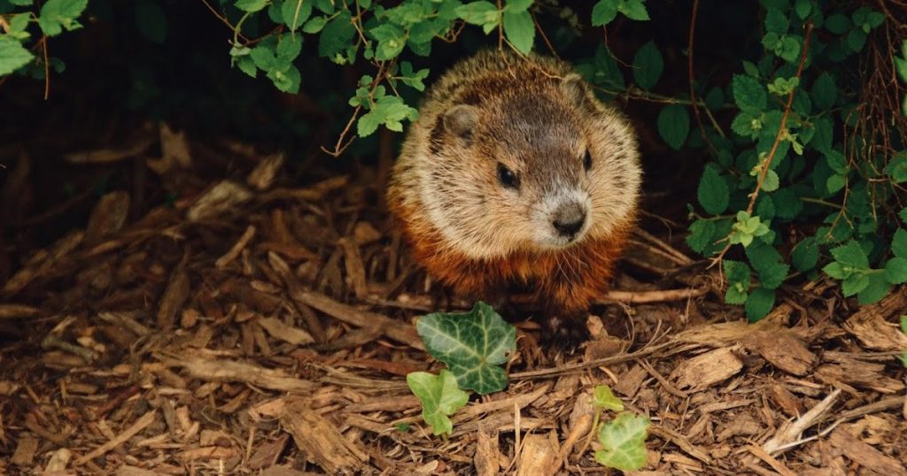 Groundhog Day: How to Cope with Either Weather Prediction