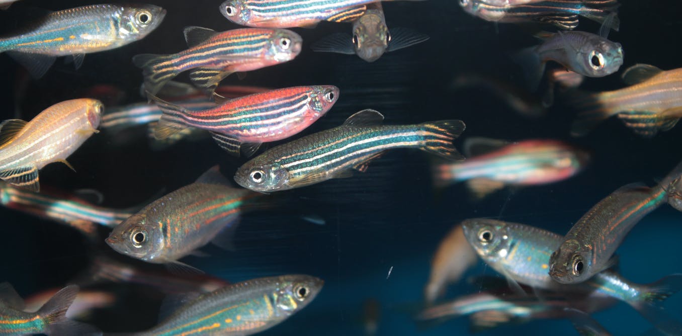 Fish on acid? Microdosing zebrafish with LSD shows its potential benefits for humans