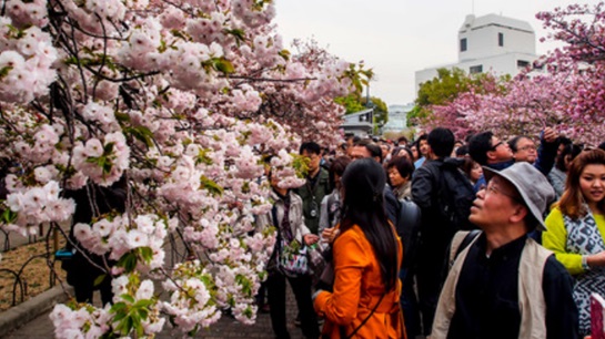 Japan: Life insurance giant's new sales performance expected to continue to improve - Asia Insurance Review