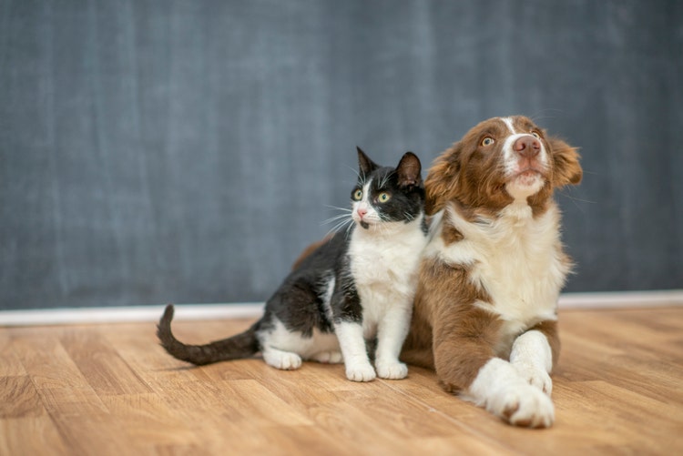 Super cute dog and cat best friends