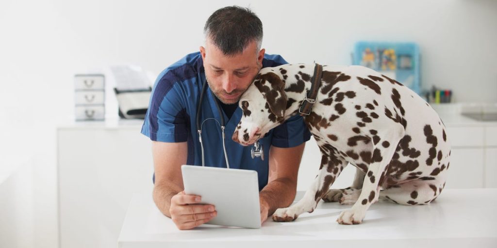 3 Questions I'm Glad I Asked Myself Before Buying Pet Insurance - Business Insider