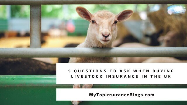 5 Questions to Ask When Buying Livestock Insurance in the UK