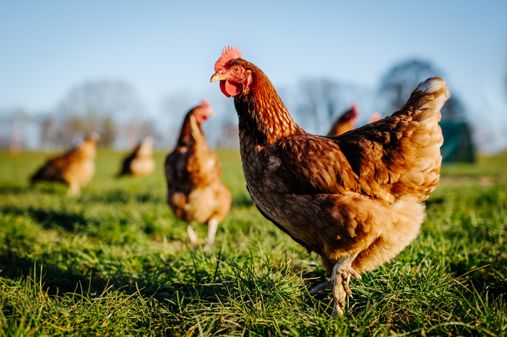 Avian flu; managing a deadly risk