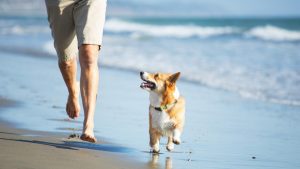 Best Pet Insurance In California 2022 – Forbes Advisor - Forbes