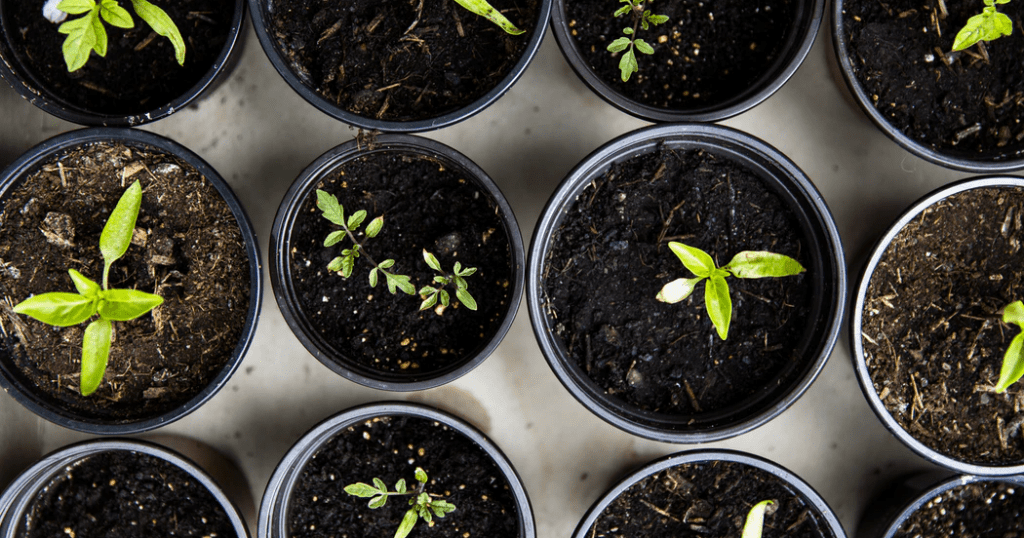 Gardening Tips for Your Apartment or Small Space