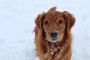 Weather Safety Tips for Pets