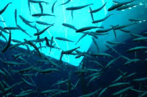 AXA XL insight: Fish farming moves onshore