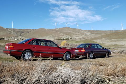 sterlings at wind farm