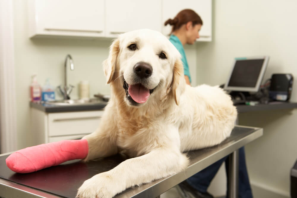 7 Reasons You Should Buy Pet Insurance