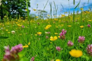 What rural landowners need to know about restoring nature to their farmland