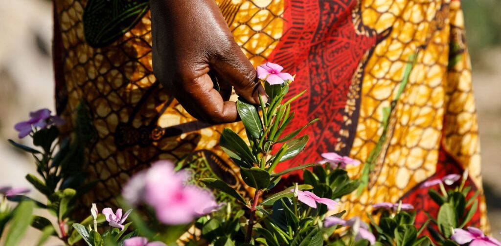 Africa is a treasure trove of medicinal plants: here are seven that are popular