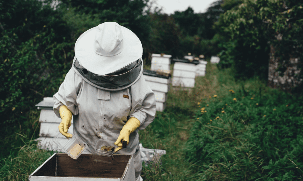 Is Beekeeping Covered by My Homeowners Insurance?