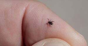 How to Protect Yourself from Ticks