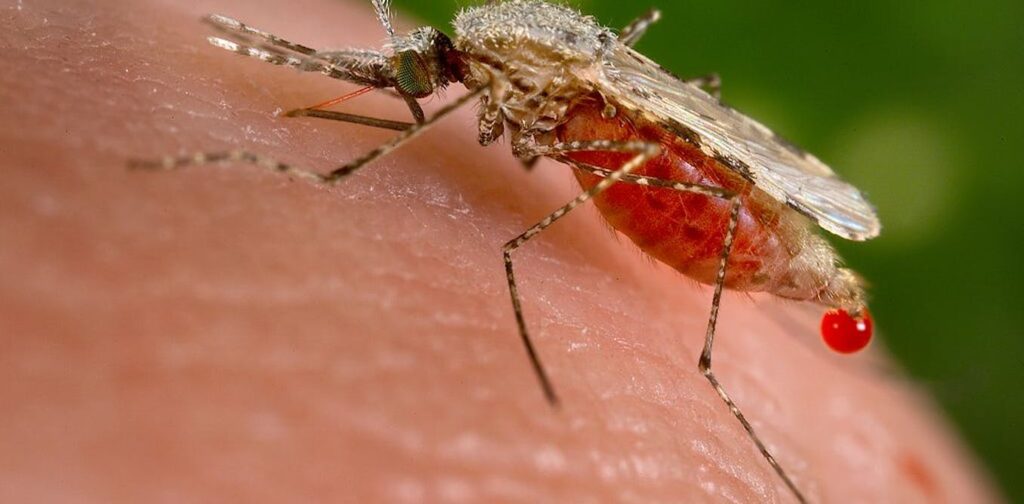 Mosquito species from Asia poses growing risk to Africa's anti-malaria efforts