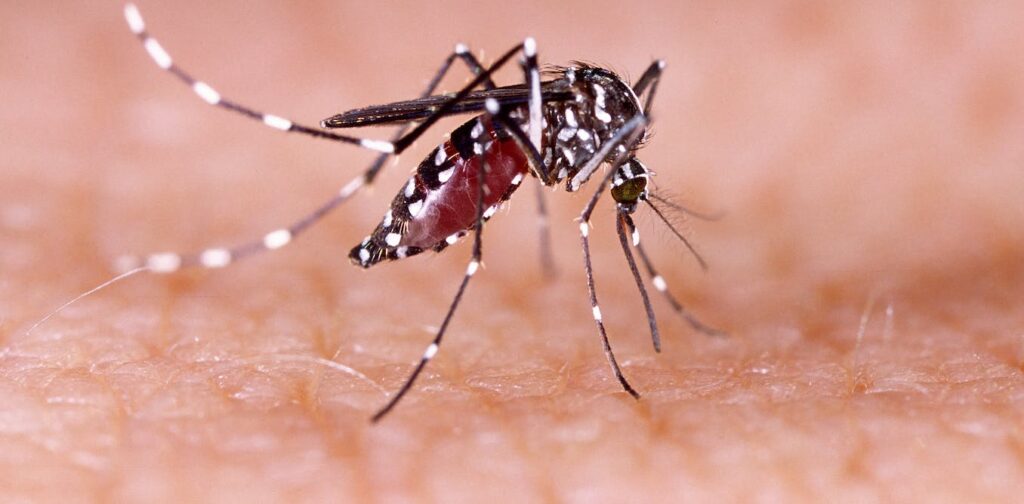 Mosquitoes: there's malaria, plus 5 other diseases they pass on to humans