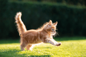 ginger kitten playing in the garden