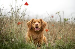 Pet Anxiety: How to Spot and Treat Anxiety in Your Pet