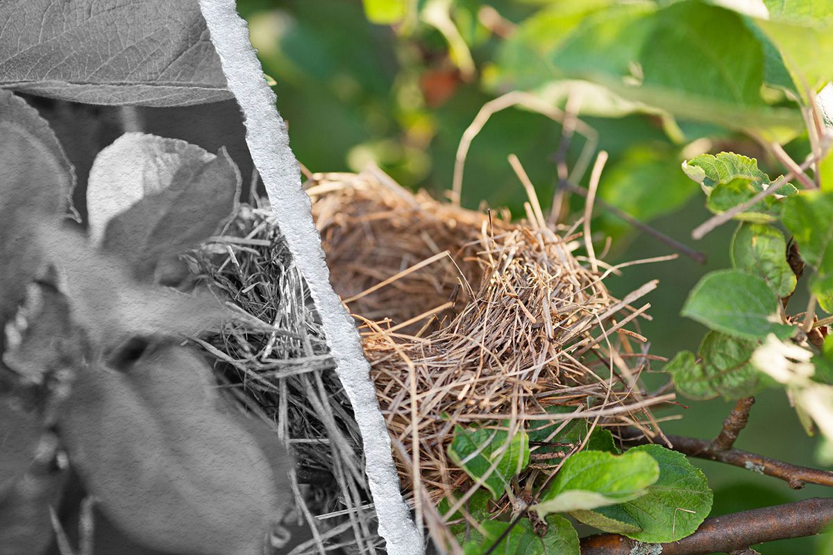 An empty nest in a tree, with a torn photo effect applied.