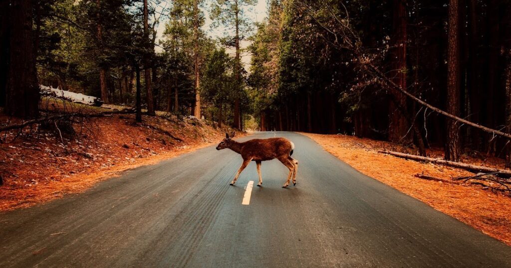 How to Avoid Deer-Related Car Accidents