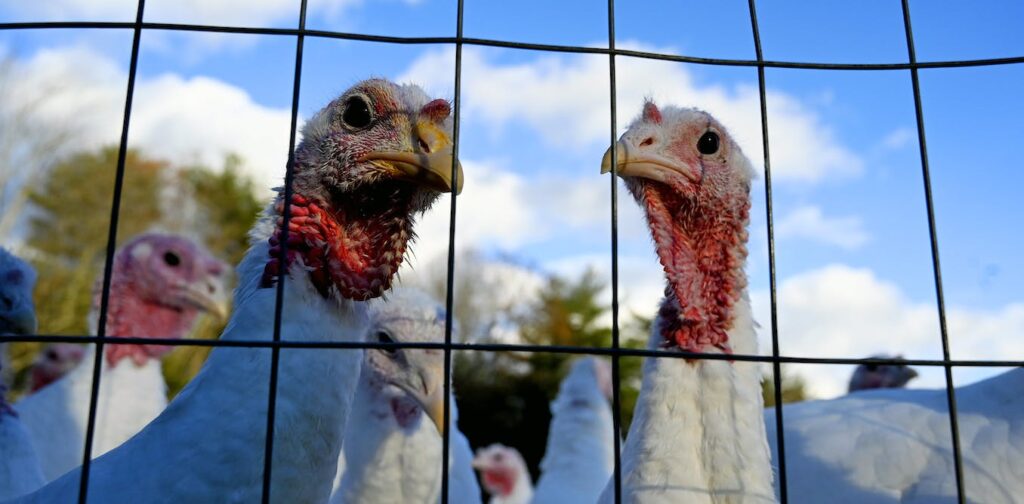 Bird flu has made a comeback, driving up prices for holiday turkeys