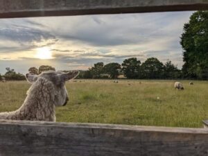 myflockandi – Back British Farming