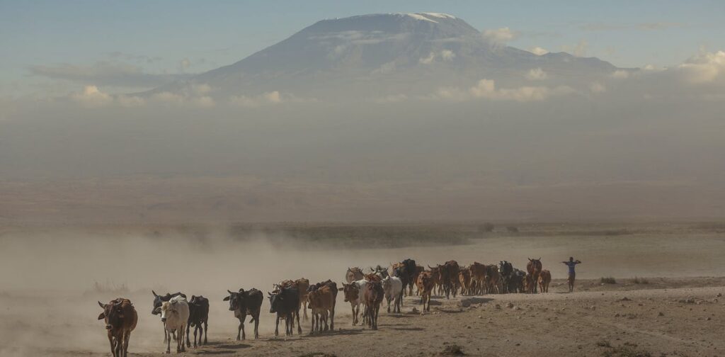 Climate change is already hitting Africa's livestock - here's how to address the risks