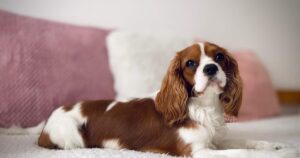 Your Guide to Renting with Pets