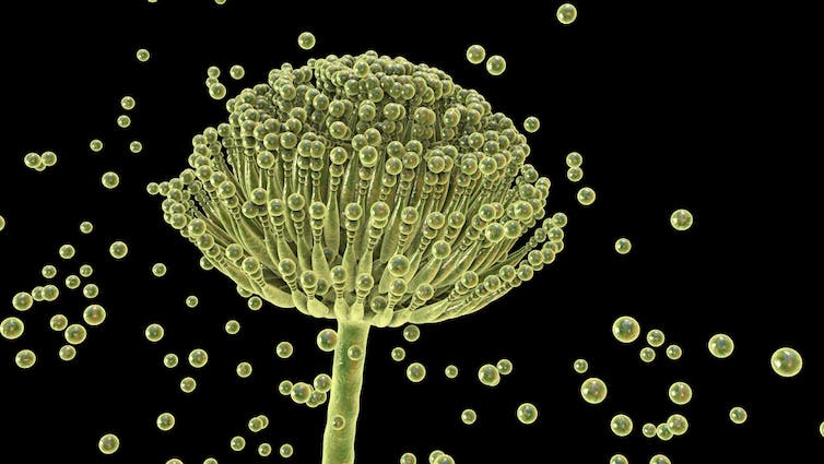 Aspergillus fumigatus