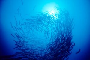 Ping An launches policy protecting marine environment