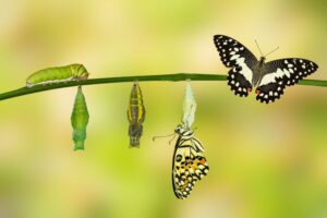 caterpillar turning into a butterfly on a tree branch