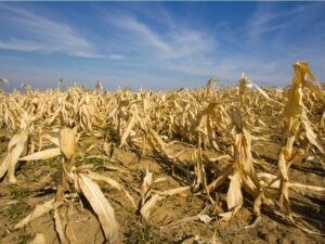 corn field destroyed by the drought