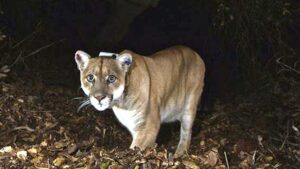 What's a big roadkill problem in California? Cougars