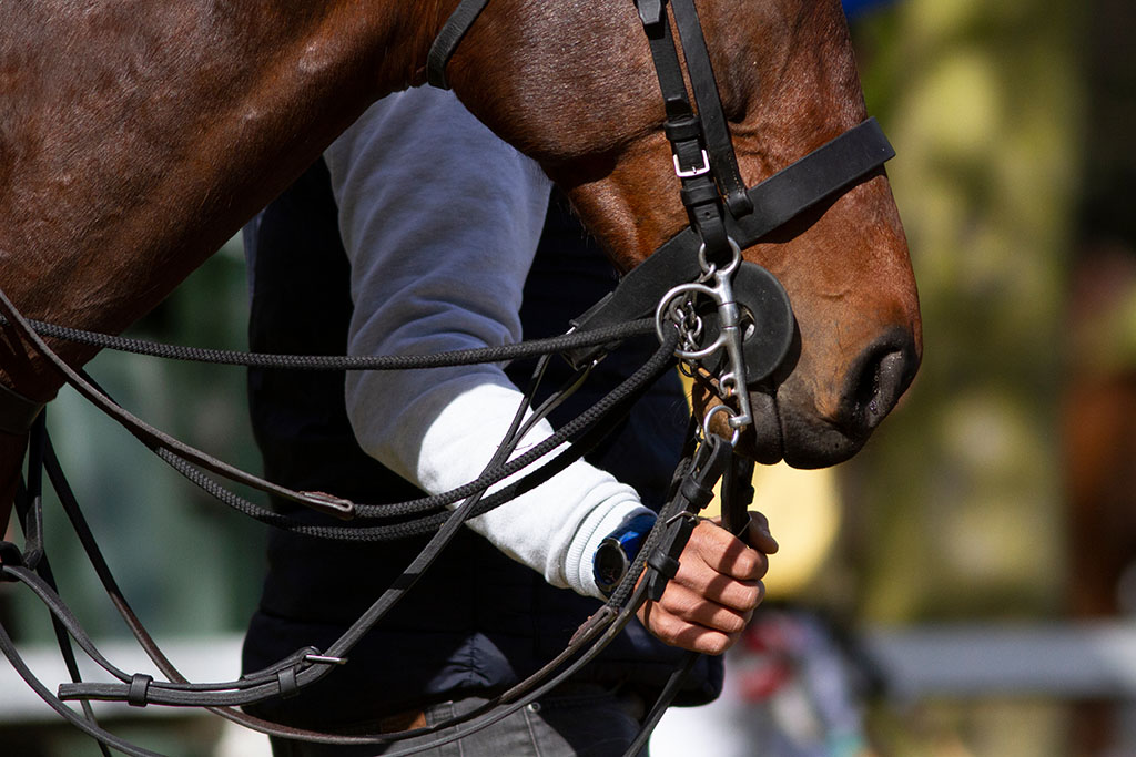 Person leading a horse by the reigns 