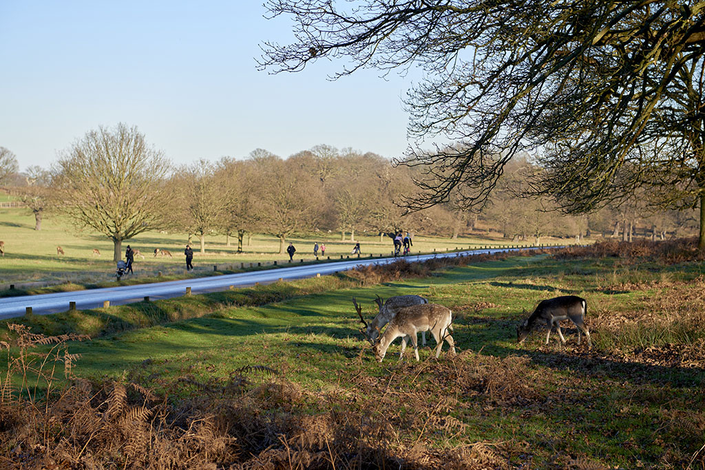 Fallow deer eating in autumnal Richmond Park in London by the road.