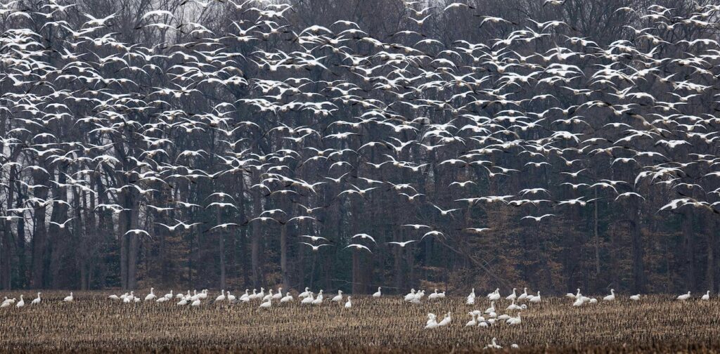 As bird flu continues to spread in the US and worldwide, what's the risk that it could start a human pandemic? 4 questions answered