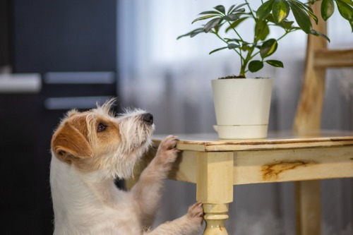 Aviva reveals 5 years of dog related home insurance claims