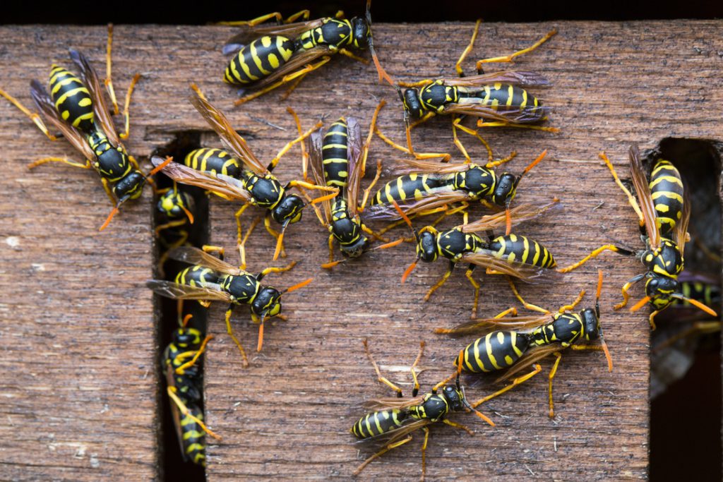 How to get rid of wasps (safely)