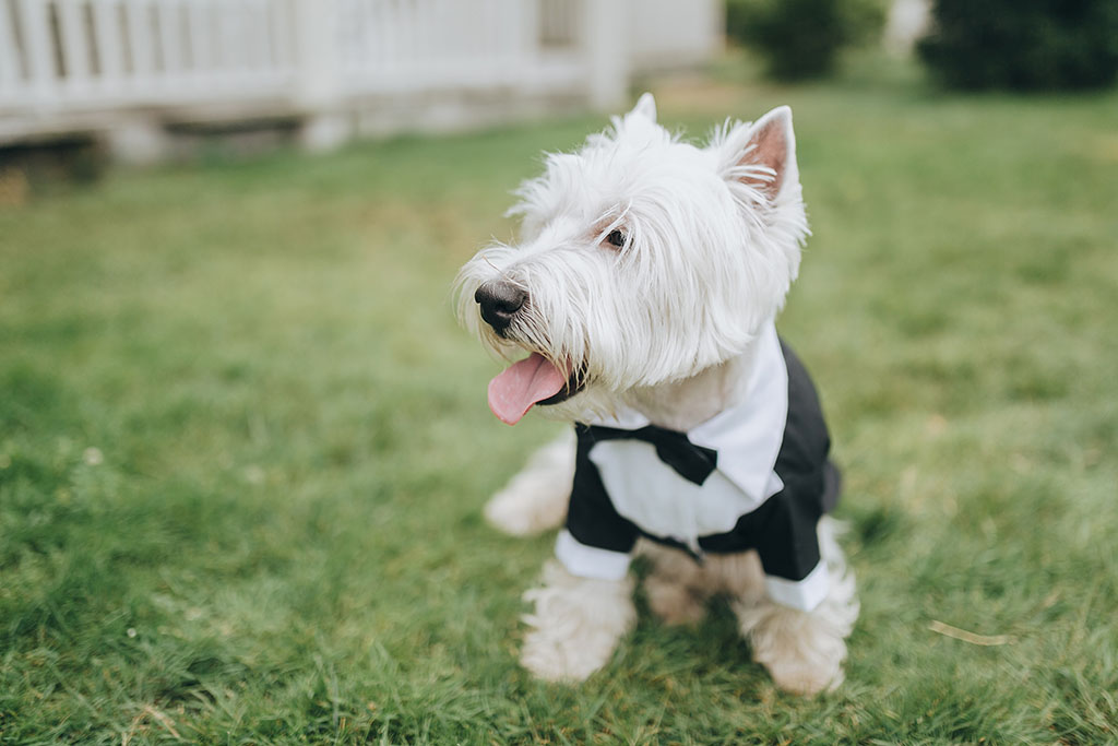 white dog in a suit sitting on a green lawn in the backyard