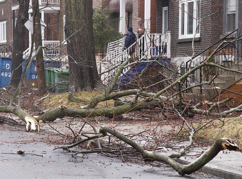 People survey the damage around their home in Montreal after the ice storm.