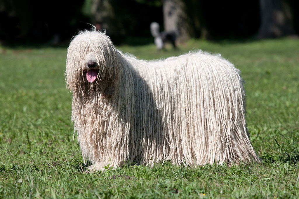 Komondor (Hungarian sheepdog) posing in the park