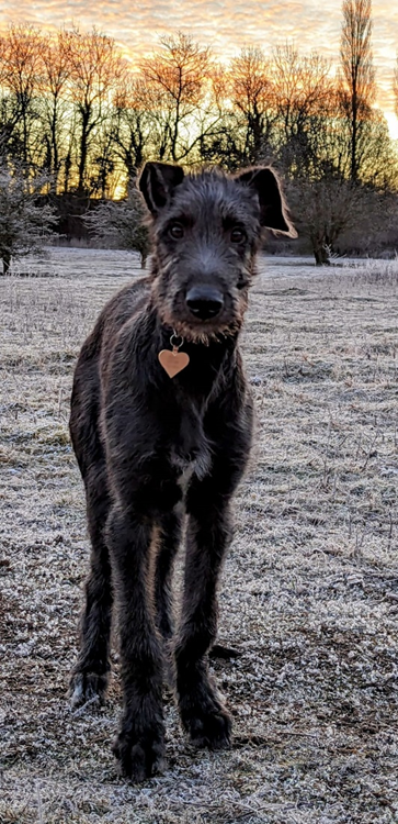 Harris the Scottish Deerhound in a field at sunset 