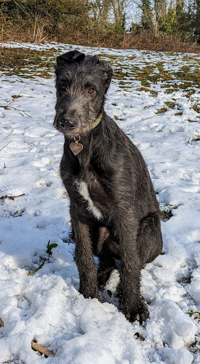 Harris sitting outside in the snow